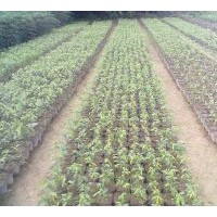 供應(yīng)白木香（沉香木）