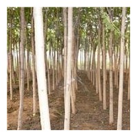 供應(yīng)10公分千頭春，15共分國槐