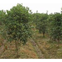 長(zhǎng)期出售綠化工程苗木桂花