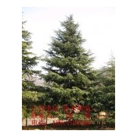 綠化苗木：千頭春，銀杏，紅葉石楠，普通石楠，桂花