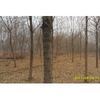 供應五角楓 7-11公分