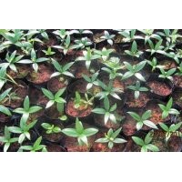 供竹柏營(yíng)養(yǎng)缽苗 羅漢松 桂花 紅豆杉 池杉 香樟 無(wú)患子 紫薇 杜英