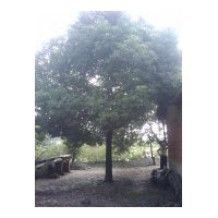 自家種植香樟7-8棵，有需要的朋友幫忙帶掉