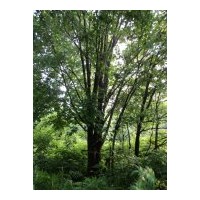供應(yīng)云杉 樟子松 丁香 茶條槭