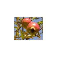 常年供應各種規(guī)格石榴樹