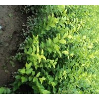 供應(yīng)金葉女貞價(jià)格、基地批發(fā)金葉女貞500萬