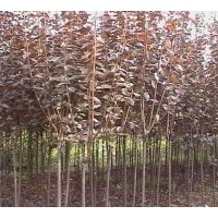 供應(yīng)江蘇紫葉李.基地紫葉李價(jià)格便宜