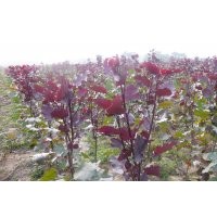 供應全紅楊、紅葉楊、彩葉楊、速生楊