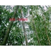 批發(fā)銷售竹柳苗，美國竹柳，速生竹柳！