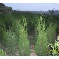 供側(cè)柏 白皮松 油松 雪松 儈柏 華山松