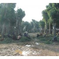 現(xiàn)在供應(yīng)香樟樹+3500畝移植各種香樟樹