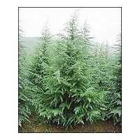 南京雪松最新價(jià)格 雪松報(bào)價(jià)