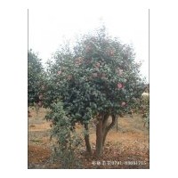 供應(yīng)嫁接茶花