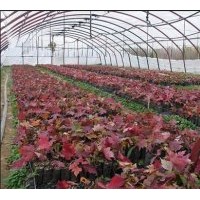 供應(yīng)美國紅楓扦插苗