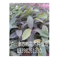 供應(yīng)10-20公分黃葛樹(shù)