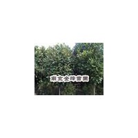 【雪松價(jià)格】雪松基地|廣玉蘭價(jià)格|女貞價(jià)格|