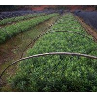 供羅漢松 紅豆杉 竹柏 桂花 池杉 香樟 無(wú)患子 紫薇 杜英 木荷