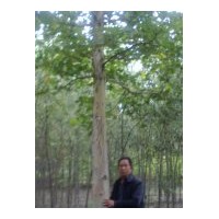 供應(yīng)法桐 火炬10-2cm