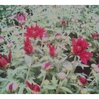 供應(yīng)國慶菊 百日草、垂吊牽牛、金盞菊、天人菊、地被菊、福祿考