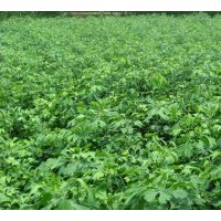 供應2公分銀杏苗