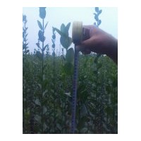 供應(yīng)北海道黃楊 一串紅、萬壽菊、彩葉草、矮牽牛、孔雀草