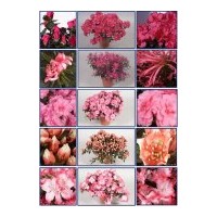 長期供應各種規(guī)格桂花，茶花，杜鵑花等各種盆栽。