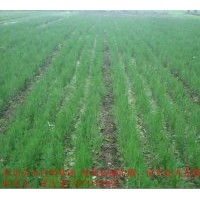 供應(yīng)營養(yǎng)袋側(cè)柏