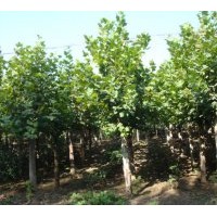 供應(yīng)造型法桐