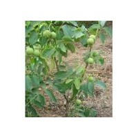 供應(yīng)山西核桃苗基地