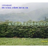 供應(yīng)七葉樹苗