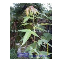 供應(yīng)青楓苗