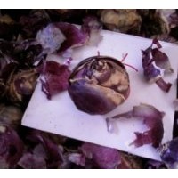 售彩色馬蹄蓮、朱頂紅種球、水仙花種球