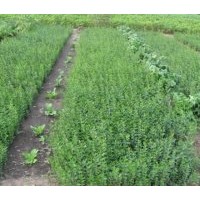 出售六十公分樟子松樹苗 營養(yǎng)盒裝