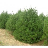 長(zhǎng)期供應(yīng)3年?duì)I養(yǎng)缽白皮松 1-4米白皮松