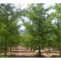 哪里的銀杏最便宜？到郯城子軒銀杏苗木基地
