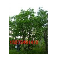 供應(yīng)蒙古櫟，叢生蒙古櫟
