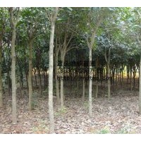 湖南渡頭苗圃出售八月桂4-10CM