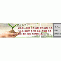 供應(yīng)國槐 法桐 白蠟 千頭椿、臭椿、垂柳、饅頭柳、旱柳