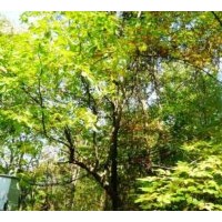 供應(yīng)毛栗樹