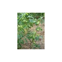 供應(yīng)山楂苗 運城山楂苗 優(yōu)質(zhì)山楂苗