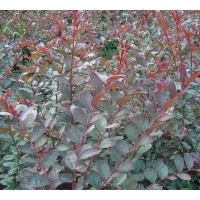 大量批發(fā)供應(yīng)日本富士紫薇，紅葉喬木紫薇