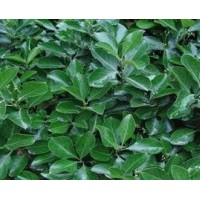 大葉黃楊供應(yīng)