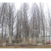 長期供應(yīng)各種規(guī)格的銀杏苗木