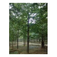 達(dá)豐銀杏苗木基地最新銀杏樹