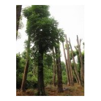 欒樹(shù) 移栽欒樹(shù) 大量供應(yīng) 桂花、廣玉蘭、香泡等