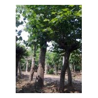 供應(yīng)法桐、法桐價(jià)格、合歡價(jià)格