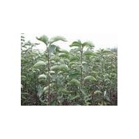 供應(yīng)【柿子苗】【哪里有柿子苗】【柿子苗多少錢】