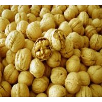 供應(yīng)核桃苗 山西簿皮核桃苗 簿皮核桃苗價(jià)格