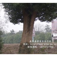 湖南香樟供應(yīng)