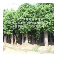 供應(yīng)湖南香樟樹(shù)